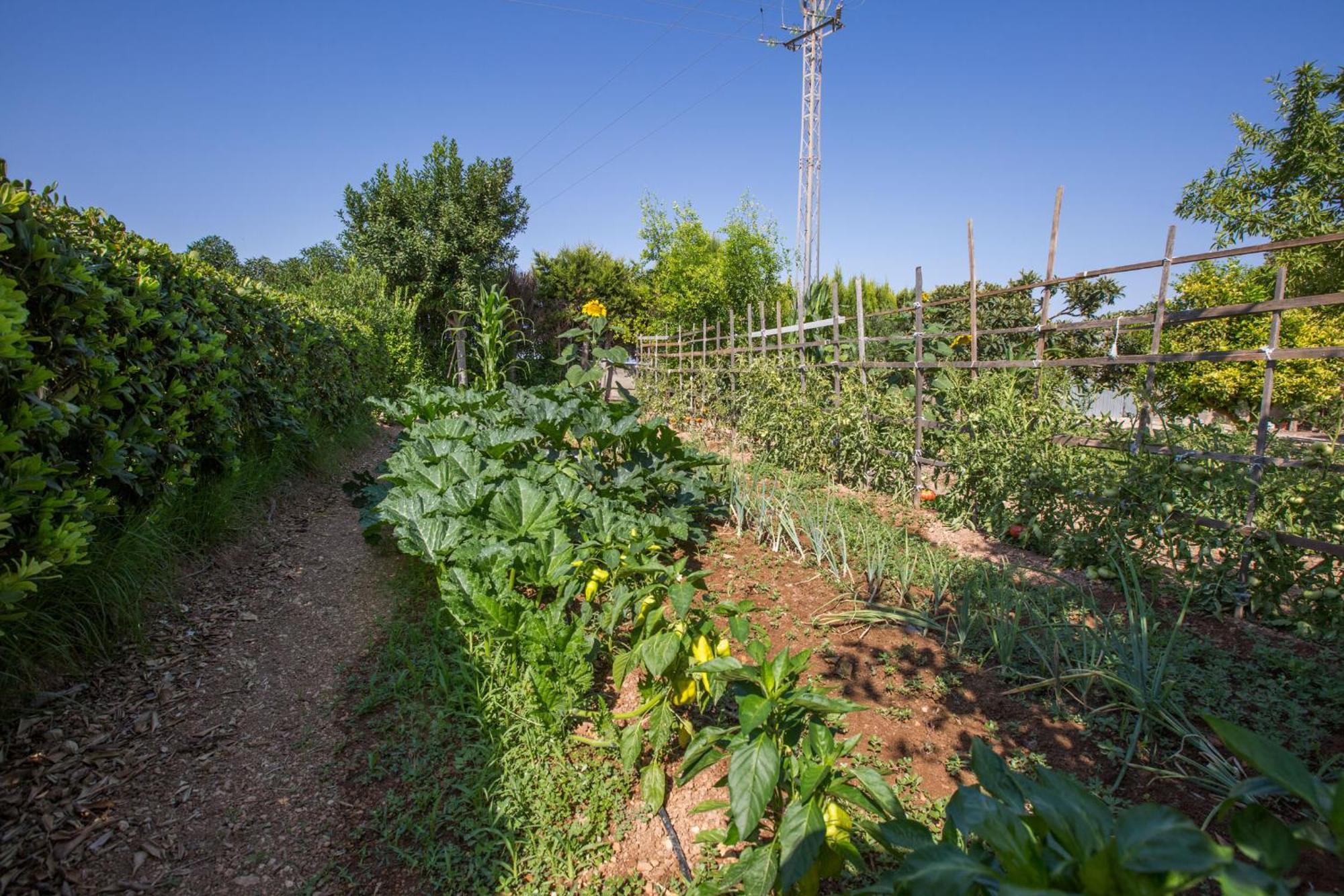 Villa Fernando Manacor  Dış mekan fotoğraf